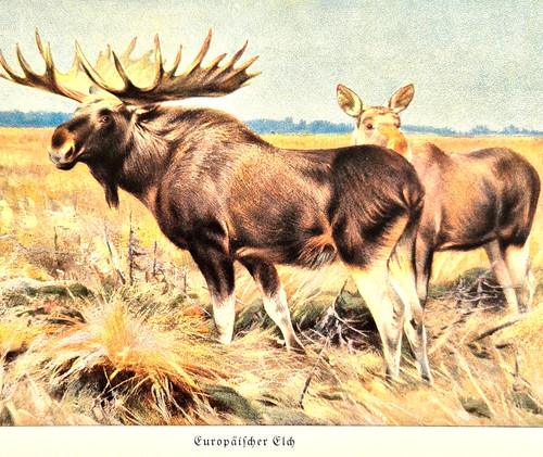 Alte chromolithographie - alte,