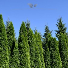 Lebensbaum thuja smaragd 80 - smaragd, 60-80