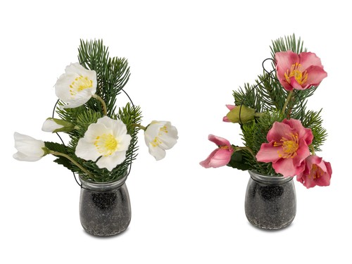 Formano christrose glastopf - im,