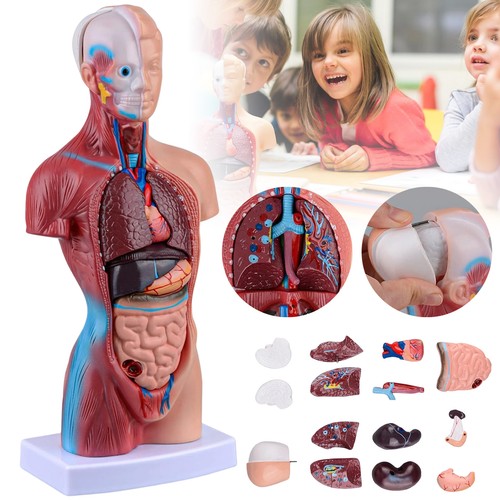 Torso herz medizinisches - herz,