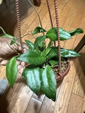 hoya caudata sumatra Varagated