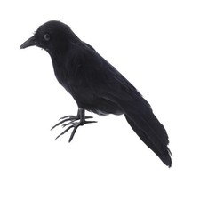 Taubenschreck Krähe Rabe