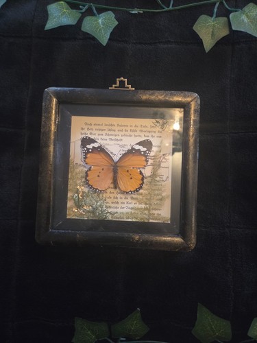 Schmetterling vintage look - im, vintage-look