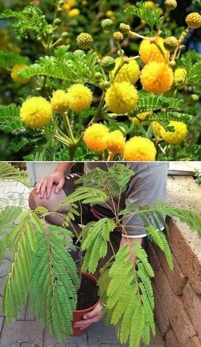 Gelbe akazie baum exotische - akazie,