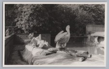 Leipzig 1960 - Zoo
