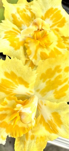 Odontoglossum kobe lemon - kobe, twist
