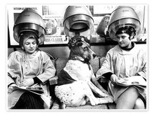 Poster Hund mit Lockenwicklern