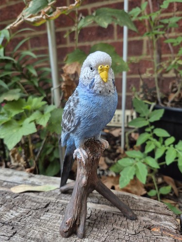 Blauer wellensittich vogel - wellensittich,