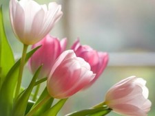 Rosa tulpen tulpenzwiebeln - rosa,