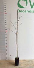 Quercus rubra pflanze rote - quercus,