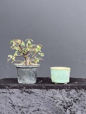 Bonsai - Shohinbonsai -