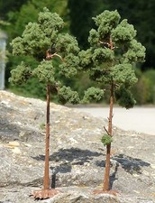 4-STÜCK KIEFERN Bäume