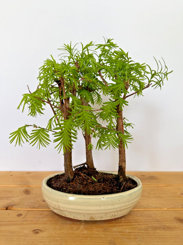 Bonsai metasequoia - bonsai,