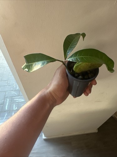 Mangobaum mango mangifera - mangobaum,