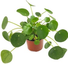 Pilea peperomioides -
