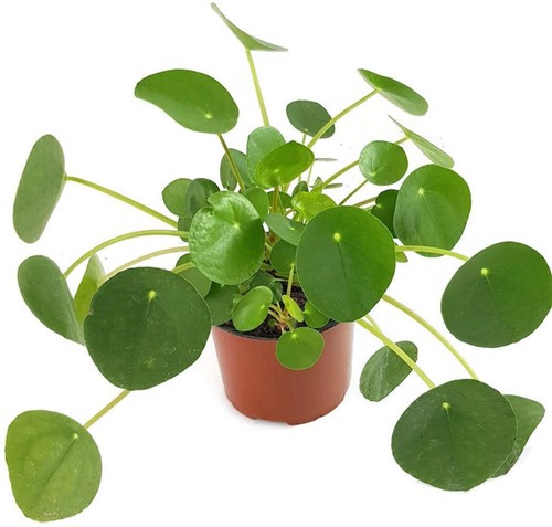 Pilea peperomioides - ,