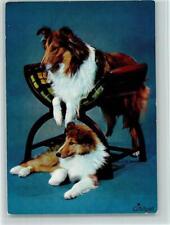 12093546 - Werbung Gimpet Zooartikel  Collie