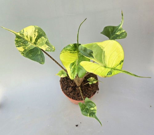 Alocasia stingray aurea - stingray,