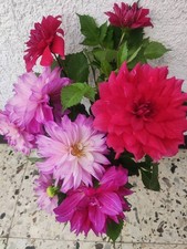 Dahlien Set – 3 Sorten: Arabian Night, Purpur & Eveline – kräftige Knollen