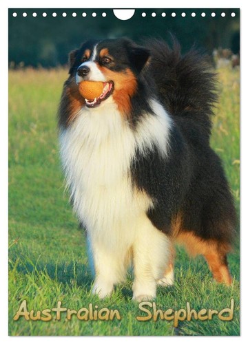 Australian shepherd - australian,