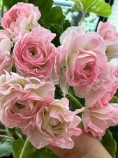 Pelargonie emanuelle - ta,