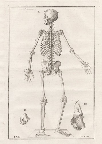 Menschliches skelett skeleton - skelett,