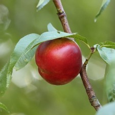 Nektarinenbaum Fantasia Nektarine 110-140 cm Buschbaum Obstbaum für den Garten