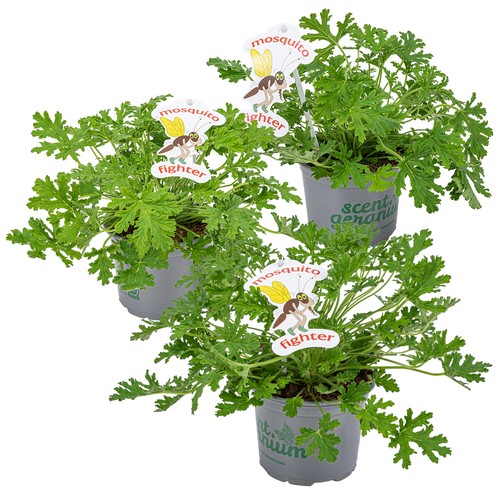 Bloomique 3er set - bloomique,