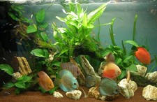 Aquariumpflanzen Set für 200 l Diskus Aquarium, Wasserpflanzen gegen Algen