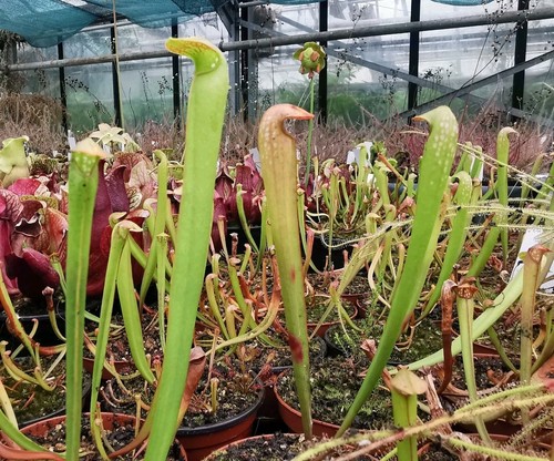 Sarracenia minor var