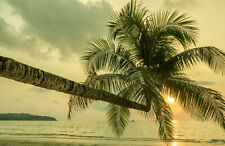 VLIES Fototapete-STRAND-(4853ah)-Beach Palmen Meer Sand Urlaub Reise