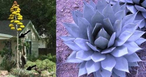 Agave parryi - agave,