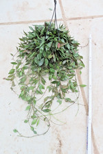 Hoya lacunosa 'Laos'