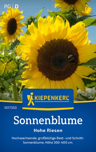 Sonnenblume hohe riesen - hohe,