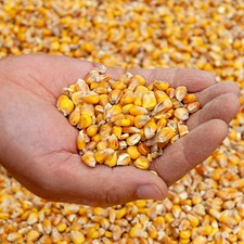 (0,79€/kg) Mais gelb