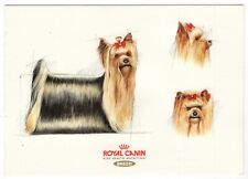 Künstler-AK Hunde, Yorkshire Terrier / Zeichnung Skizze Studie (Royal Canin)