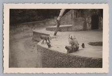 Munich 1940 - Zoo Monkey