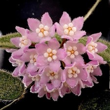 Hoya Thomsonii Pink Ableger