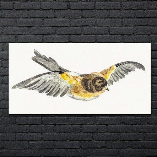 Zeichnung tier vogel kunst - tier,