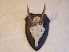 Rehbock Rehgeweih Jagd auf