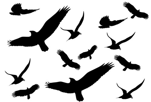 Vögel vogel aufkleber - vögel, 12