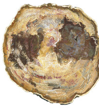 XXL versteinertes Holz von Madagaskar - schöne Farben & schöne Maserung - TOP !!