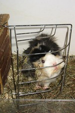 Heuraufe für größere Nager für Heu o. frisches Gras verchromt ca 25 x 19 x 11 cm