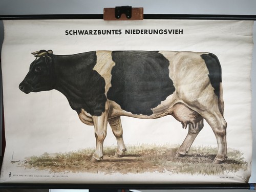 Schulwandkarte rollbild - schulwandkarte, ⭐️