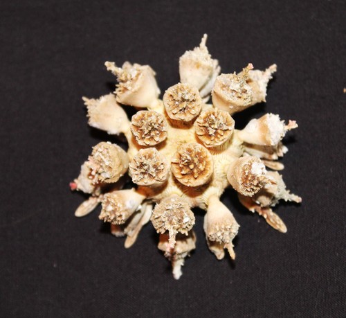 Unglaubliche tropische seeigel - tropische,