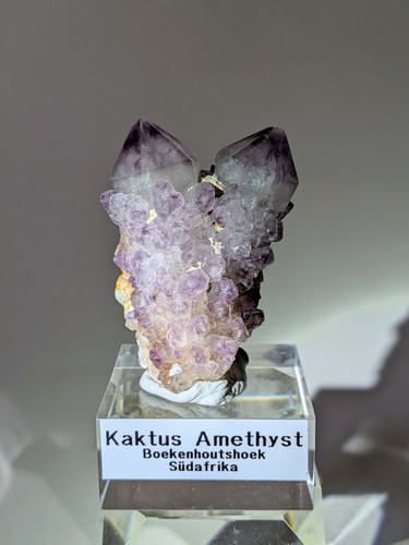 Top kaktus amethyst - top,