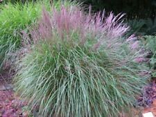Chinaschilf Miscanthus sinesis "Malepartus" 1 Liter Topf