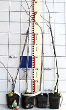 Malus x hybr. "Charlottae"  -