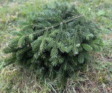 10 Nordmann Tannenzweige