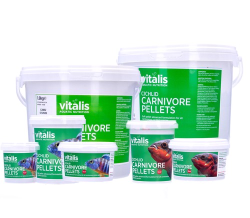 Vitalis cichlid fleischfresser - cichlid,